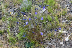 Campanula rotundifolia