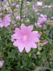 Malva excisa