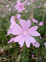 Malva excisa