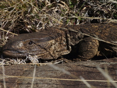 Varanus albigularis