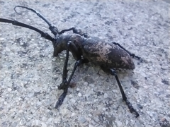 Lamiomimus gottschei