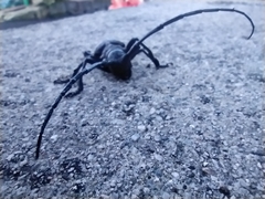 Lamiomimus gottschei