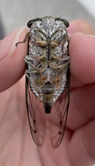 Neotibicen pruinosus