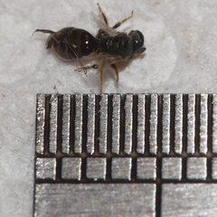Lasioglossum imitatum
