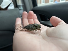 Neotibicen pruinosus