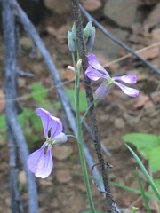 Hesperidanthus