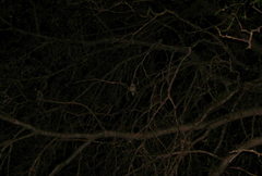 Micrathene whitneyi