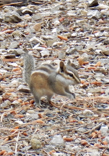 Gray-footed Chipmunk