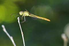 Sympetrum meridionale