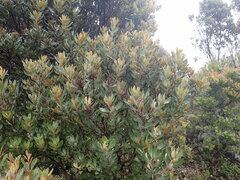 Comarostaphylis arbutoides