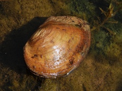 Sinanodonta woodiana