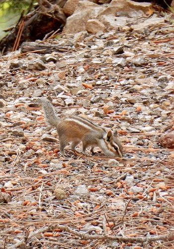Gray-footed Chipmunk