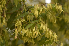 Hopea odorata
