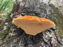 Inonotus quercustris