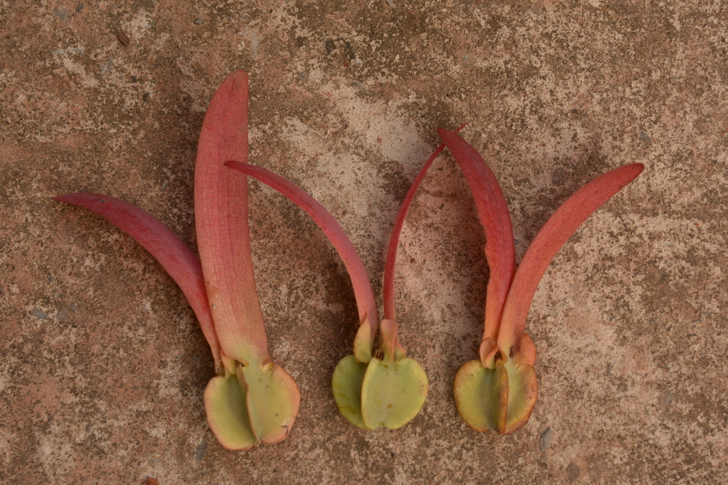 Cây dầu rái (Dipterocarpus alatus)