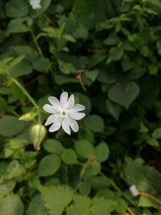 Silene latifolia