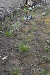 Deschampsia cespitosa glauca