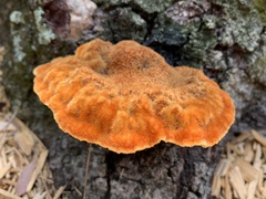 Inonotus quercustris