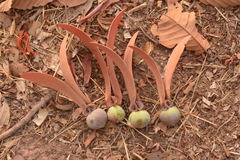 Dipterocarpus obtusifolius