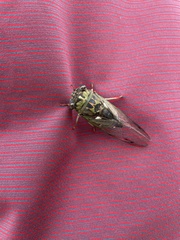 Neotibicen pruinosus