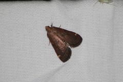 Hypsopygia intermedialis