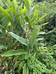 Alpinia galanga