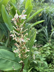 Alpinia galanga