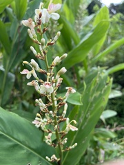 Alpinia galanga