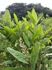 Alpinia galanga