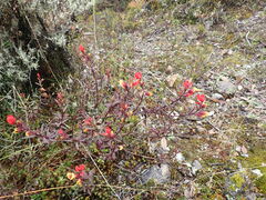 Castilleja talamancensis