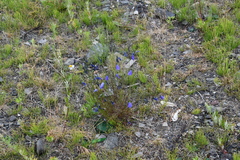 Campanula rotundifolia