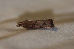 Argyrotaenia juglandana