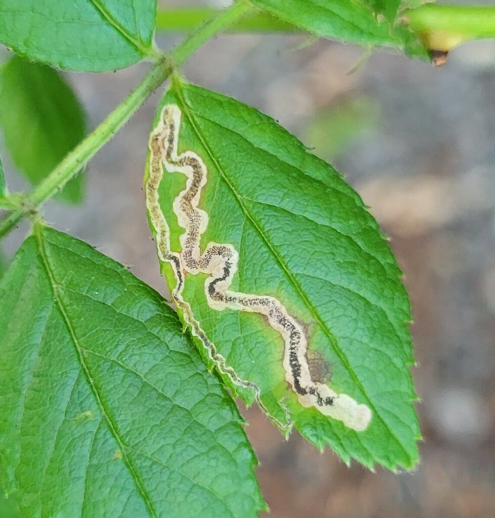 Stigmella rosaefoliella