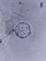 Thalassiosirales