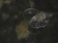 Nonionidae