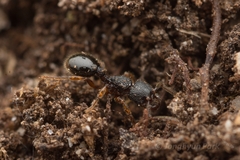 Myrmecina nipponica