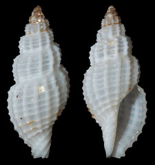 Pseudodaphnella philippinensis
