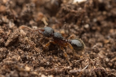 Myrmecina nipponica