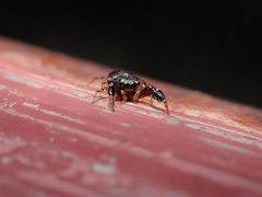 Harmochirus insulanus