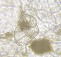 Nonionidae
