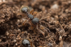 Myrmecina nipponica