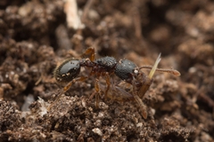Myrmecina nipponica