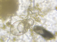 Nonionidae
