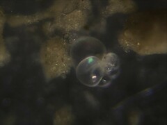 Nonionidae