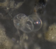 Nonionidae