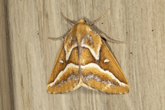 Caripeta angustiorata