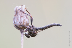 Neoepitriptus setosulus