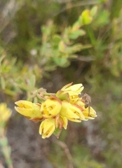 Stylapterus fruticulosus