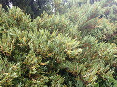 Chusquea subtessellata