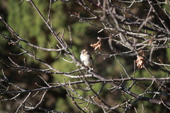 Chondestes grammacus